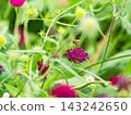 可愛的蜜蜂在春日的花壇裡採集花蜜 143242650
