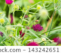 可愛的蜜蜂在春日的花壇裡採集花蜜 143242651