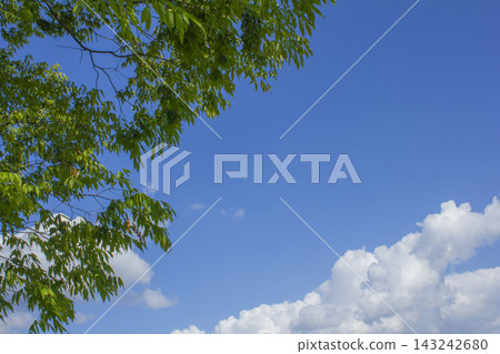 It is a blue sky and the branches of a zelkova tree. It is a blue sky and the branches of a zelkova tree. 143242680