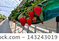 Red strawberries at the strawberry picking farm 143243019