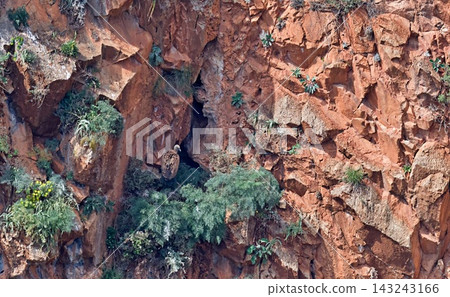 Griffon Vulture - Gyps fulvus, Crete 143243166