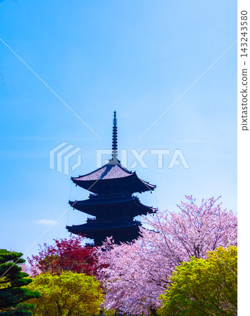 東寺五重塔與盛開的櫻花交相輝映。 東寺五重塔與盛開的櫻花交相輝映。 143243580