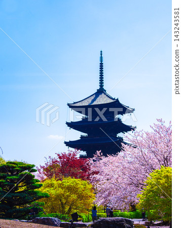The five-story pagoda of Toji Temple and cherry blossoms in full bloom The five-story pagoda of Toji Temple and cherry blossoms in full bloom 143243581