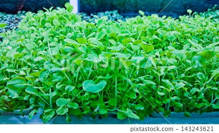 Close-up photo of hydroponic plants in a laboratory. 143243621