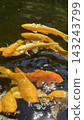 A pond with golden carp 143243799