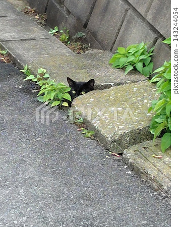 一隻黑貓從屋簷下探出頭來 143244054