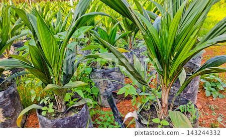 Close-up photo of young oil palm plants in a nursery. 143244332