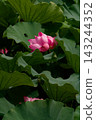 Pink lotus flowers bloom amidst the green lotus leaves of Shinobazu Pond. 143244352