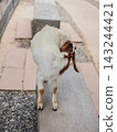 Young boer goat standing on a concrete bench in a petting zoo. 143244421