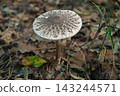 Wild mushrooms on the forest floor 143244571