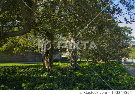 It is a park with a large fig tree. It is a park with a large fig tree. 143244594