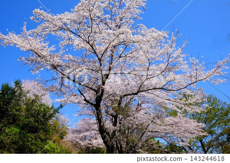 【神奈川縣】藍天映襯著盛開的櫻花 143244618