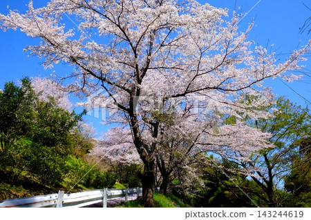 【神奈川縣】一條穿越櫻花隧道的公路 【神奈川縣】一條穿越櫻花隧道的公路 143244619