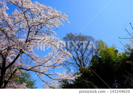 【神奈川縣】藍天映襯著盛開的櫻花 【神奈川縣】藍天映襯著盛開的櫻花 143244620