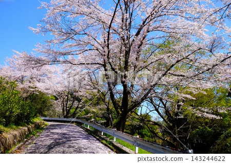 [Kanagawa Prefecture] Scenery of a road lined with cherry blossoms 143244622
