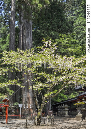 Nikko Futarasan Shrine, Sacred Tree Nikko Futarasan Shrine, Sacred Tree 143244835