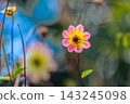 Dahlia flowers blooming in the flowerbed 143245098