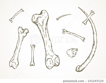 Series of vector illustrations of archaeological finds. Animal bones and fish hooks from bone Series of vector illustrations of archaeological finds. Animal bones and fish hooks from bone 143245520