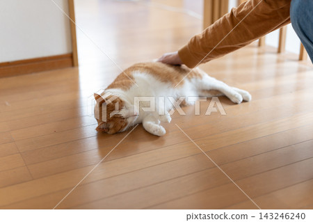 Stroking a cat, brown tabby white Stroking a cat, brown tabby white 143246240
