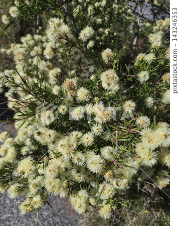 This is *Melaleuca nodosa* with white flowers. This is *Melaleuca nodosa* with white flowers. 143246353