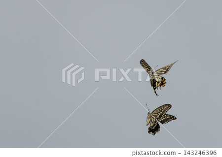 Two swallowtail butterflies flying in the sky Two swallowtail butterflies flying in the sky 143246396