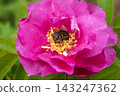 Small green flower beetle and rose flower 143247362