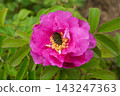 Small green flower beetle and rose flower 143247363