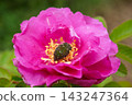 Small green flower beetle and rose flower 143247364