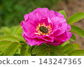 Small green flower beetle and rose flower 143247365
