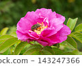 Small green flower beetle and rose flower 143247366