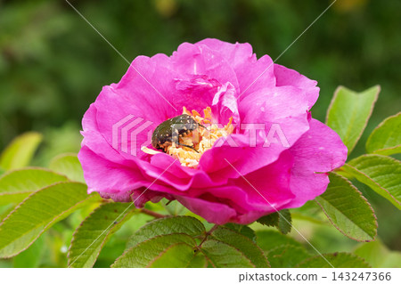 Small green flower beetle and rose flower Small green flower beetle and rose flower 143247366