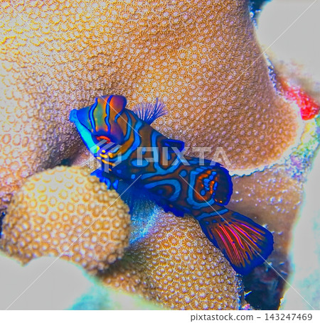 鱖魚 鱖魚 143247469