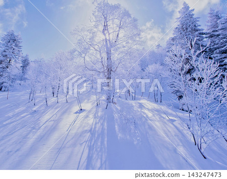 清晨的霧凇樹上覆蓋著白雪 清晨的霧凇樹上覆蓋著白雪 143247473