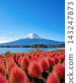A field of bright red kochia plants stands out against the clear blue autumn sky and snow-capped Mount Fuji (Lake Kawaguchi). 143247873