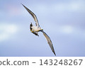 Flight of Umineko 143248267