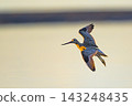 A Bar-tailed Godwit flying in the morning light. 143248435