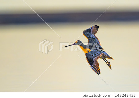 A Bar-tailed Godwit flying in the morning light. A Bar-tailed Godwit flying in the morning light. 143248435