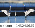 Great egrets threatening each other 143248685