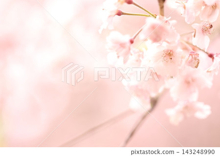 蓬鬆的櫻花 蓬鬆的櫻花 143248990