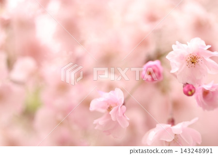 蓬鬆的櫻花 蓬鬆的櫻花 143248991