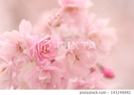 蓬鬆的櫻花 蓬鬆的櫻花 143248992