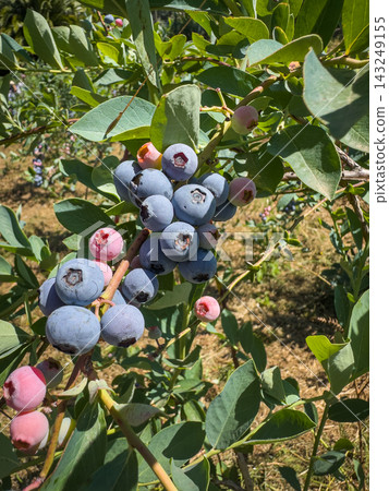A lush branch showcases a vibrant progression of blueberries, transitioning from soft pink to deep, dusty blue, capturing the essence of summer growth 143249155
