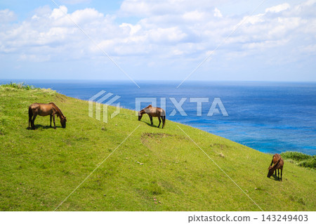與那國島上的東崎牧場,與那國馬正在吃草。 與那國島上的東崎牧場,與那國馬正在吃草。 143249403