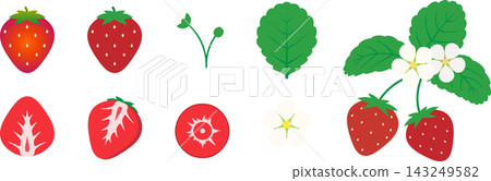 Illustration set featuring strawberries, leaves, and buds. Illustration set featuring strawberries, leaves, and buds. 143249582