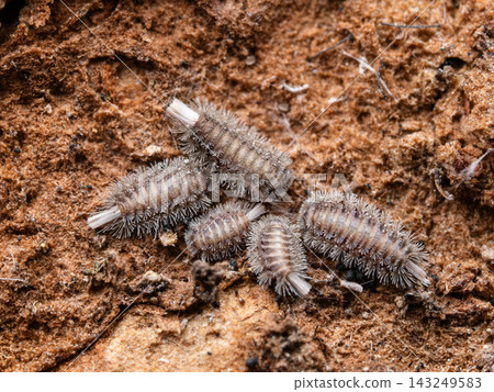 Overwintering millipedes Overwintering millipedes 143249583