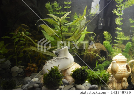 A beautifully decorated aquarium-herb where live plants grow 143249729