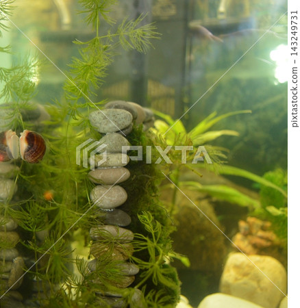 Decorations of stones and pebbles in the aquarium, aquarium snail Ampullaria Decorations of stones and pebbles in the aquarium, aquarium snail Ampullaria 143249731