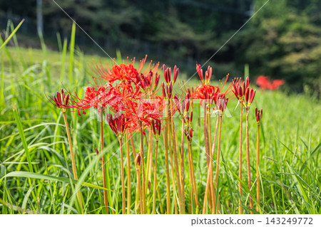 Red spider lilies blooming on the banks of terraced rice fields in Ikadachi, Otsu City, Shiga Prefecture Red spider lilies blooming on the banks of terraced rice fields in Ikadachi, Otsu City, Shiga Prefecture 143249772