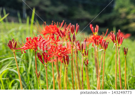 Red spider lilies blooming on the banks of terraced rice fields in Ikadachi, Otsu City, Shiga Prefecture Red spider lilies blooming on the banks of terraced rice fields in Ikadachi, Otsu City, Shiga Prefecture 143249773