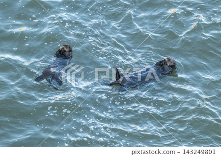 Two sea otters floating in the ocean - Kiritappu Cape, Hokkaido Two sea otters floating in the ocean - Kiritappu Cape, Hokkaido 143249801